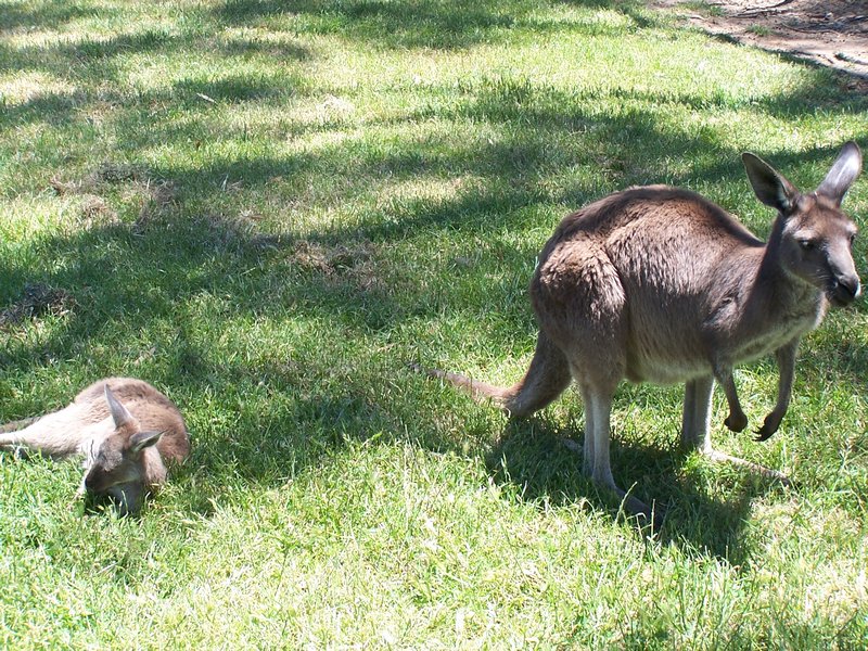 Kangaroo Mom & Baby