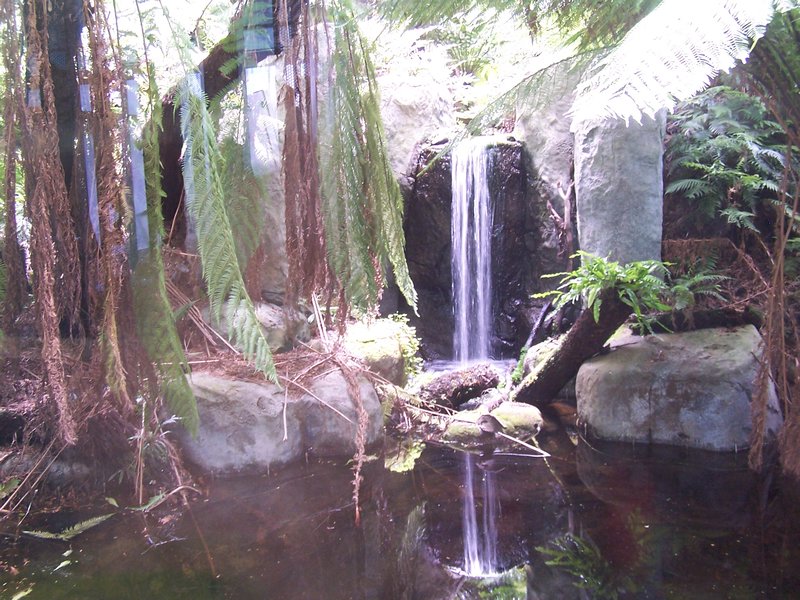 Rain forest in the Museum