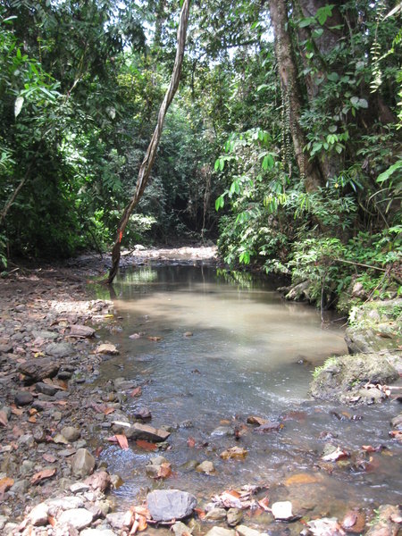 Lowland rainforest stream