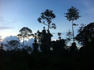 Danum Valley forest at dusk