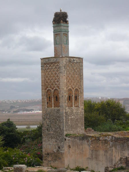 stork on the minaret