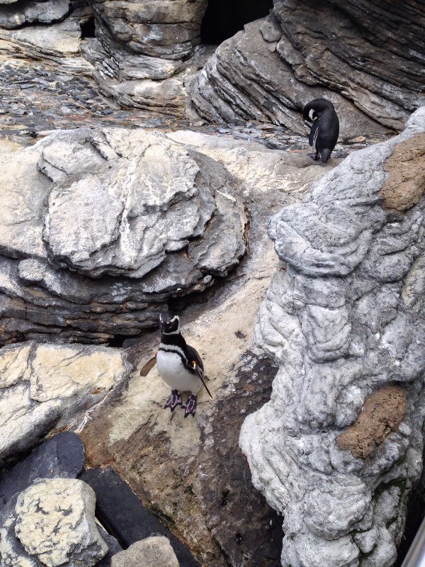 Penguins at the Oceanário