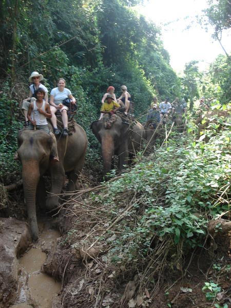 Elephan trekking