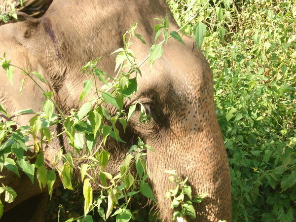 Elephant trekking