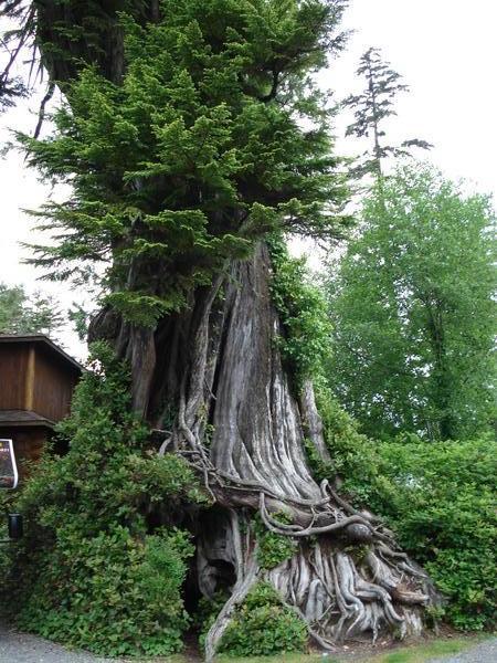 Old Growth Cedar