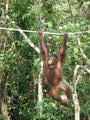 Baby Orangu-tan