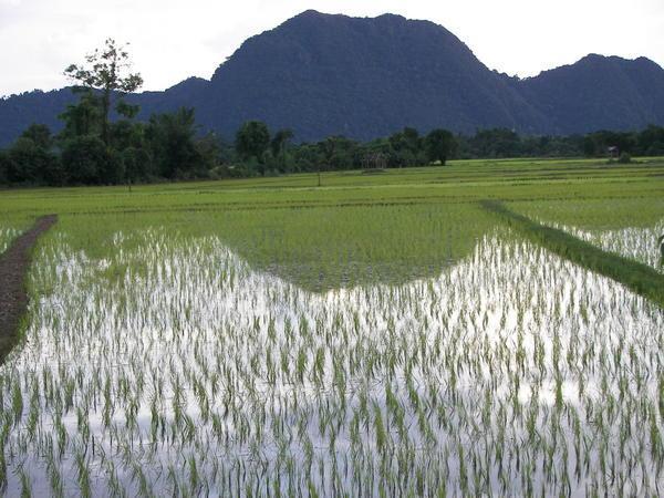 Vang Vieng - Rice Fields