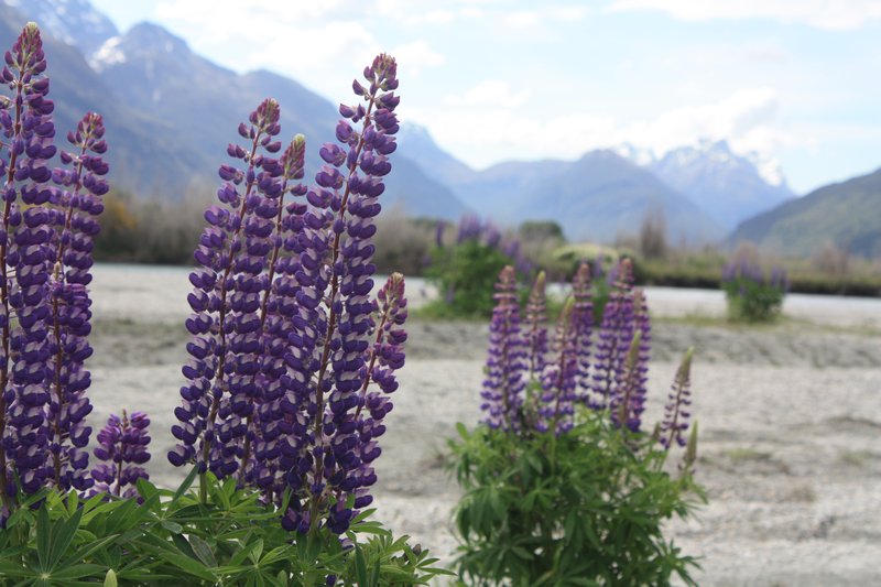 More lupins