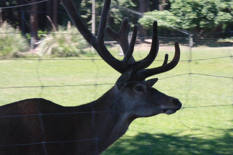 Oh Deer!!