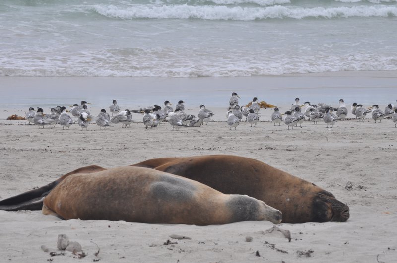 27 Sea lions resting