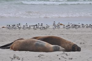 27 Sea lions resting