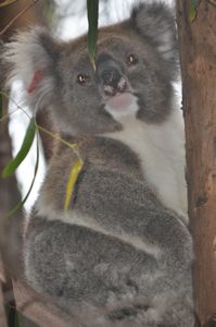 40 Our first wild koala