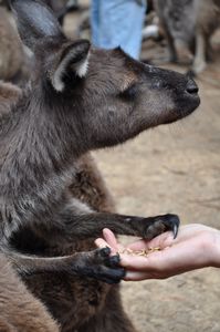 48 Kangaroo holds hands