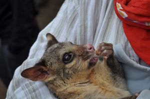 58 Who needs another baby? Orphan possum 
