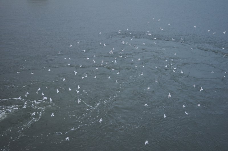 a19 Seagulls flocking