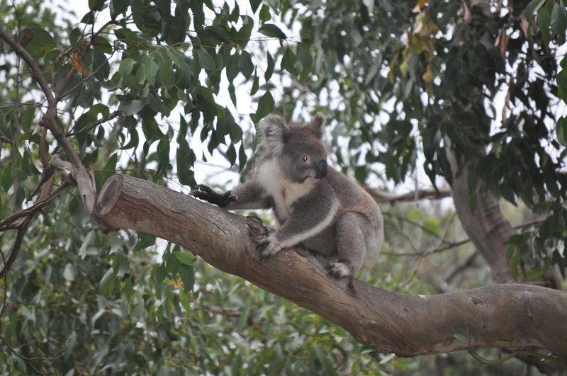 c20 Koala, on a thick branch. Watching them balance (and jump off) much thinner branches was truly amazing