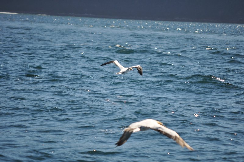 17. Gannets in flight