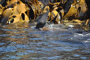 20. Seal waving amid the kelp