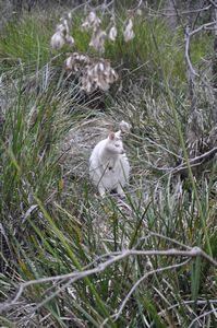 41. White wallaby