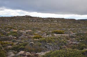 55. Tasmanian fynbos