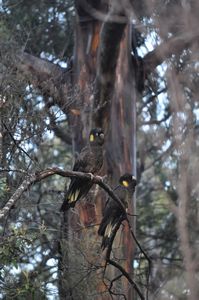 61. Yellow tailed black cockatoos