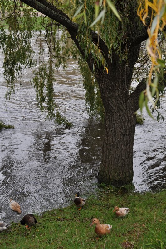 7. Even too much water for the ducks