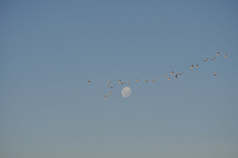18. Birds and Moon
