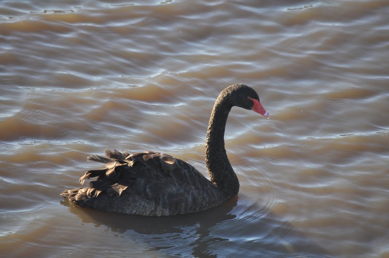 20. Black Swan