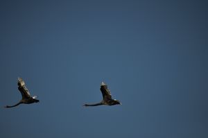21. Black Swans flying