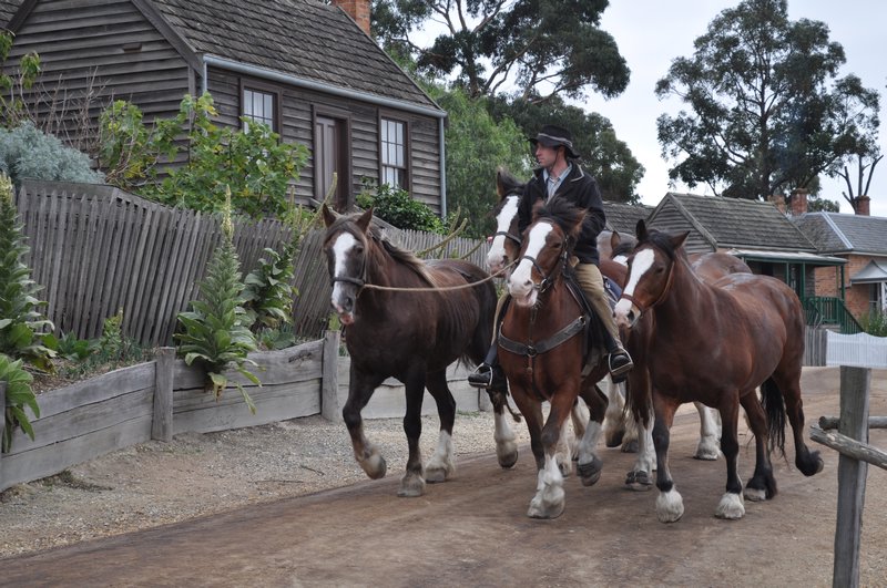 14. Sovereign Hill - mustering horses
