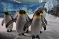 51. Penguin parade