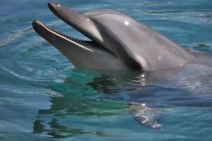47. A close up of a dolphin