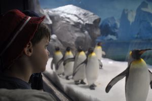 49. Hayden watches the penguins