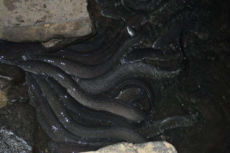 5. The eels