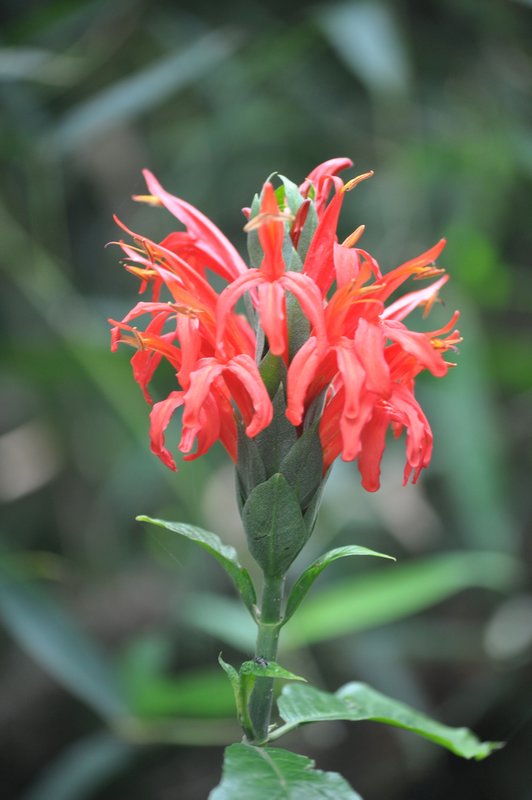 49. Paronella flora