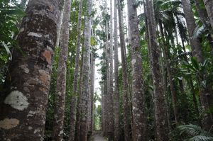 41. The magnificent Kauri Pines - beautiful