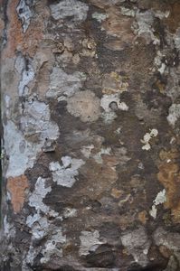 43. A close up of a Kauri Pine