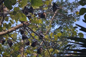 45. Fruit bats