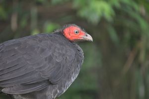 46. A brush turkey - don't you just dig the hair do