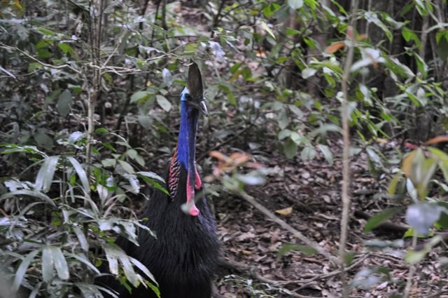 1. Finally, we spotted a cassowary
