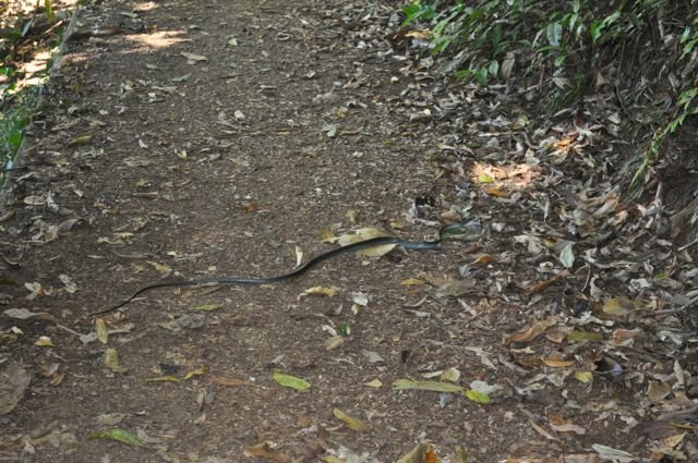 17. Tree snake at ground level