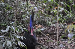 1. Finally, we spotted a cassowary