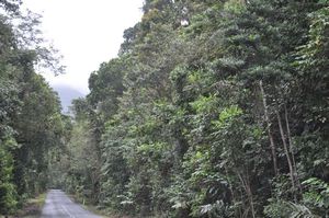 50. The road to Cape Tribulation