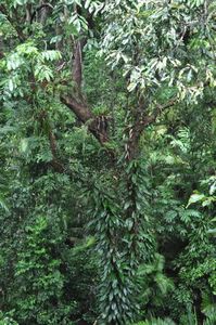 62. It is amazing the 'greenness' of the rainforest, the battle to get sun