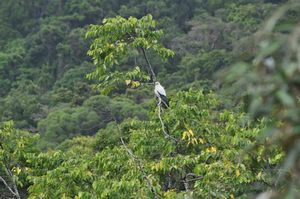 63. A Torres Strait Imperial Pigeon