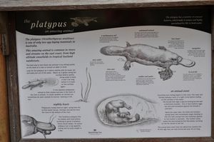 77. Some interesting info about the platypus