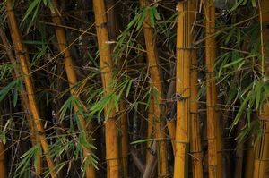 81. I just love the colours of this bamboo