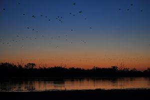 31. Thousands and thousands of bats flew overhead just after sunset - magnificent