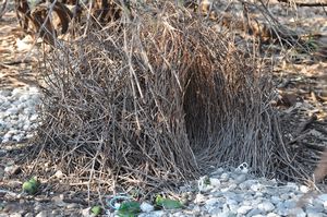 53. The nest of the Great Bower bird, which had William totally fascinated