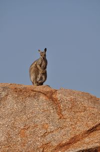 62. The rock wallaby escapes